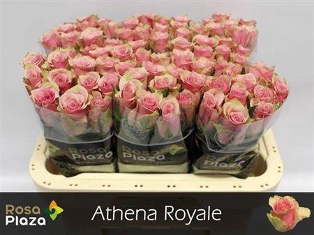 <h4>R Gr Athena Royale</h4>