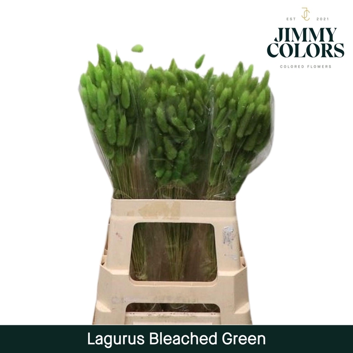 <h4>Lagurus Bleached Green</h4>