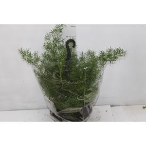 ASPARGO ALFINETE C21