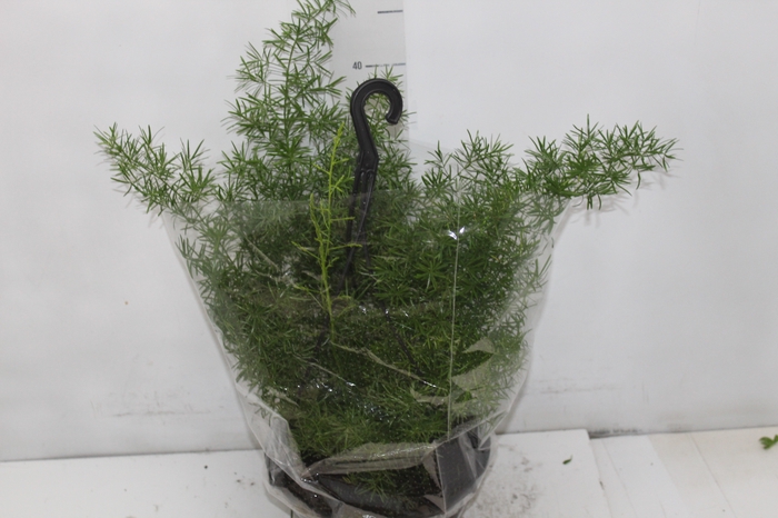 ASPARGO ALFINETE C21