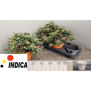 RHODO SI TAMIRA
