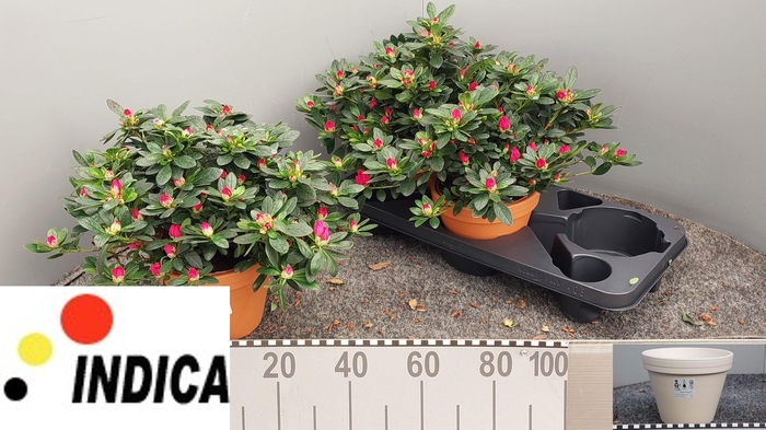 <h4>RHODO SI TAMIRA</h4>