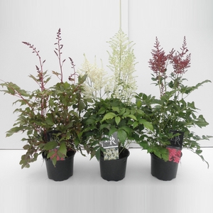 Astilbe mix
