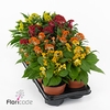 .Celosia argentea cristata grptwisted gemengd