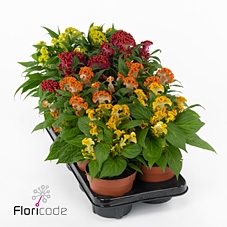.Celosia argentea cristata grptwisted gemengd