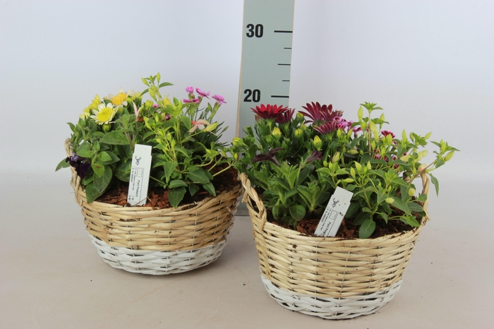 <h4>ARR TUINPLANTEN</h4>