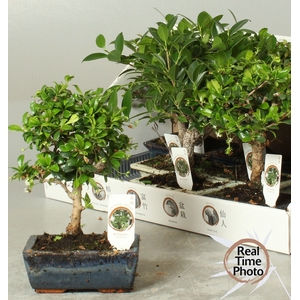 BONSAI GEM