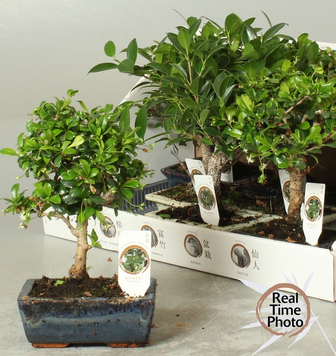 <h4>BONSAI GEM</h4>