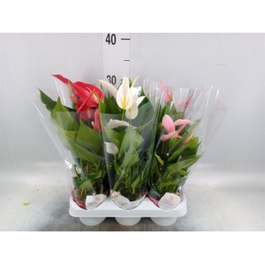 Anthurium   ...mix