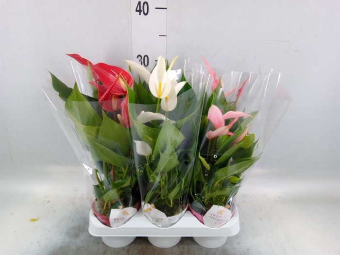 <h4>Anthurium ...mix</h4>