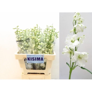 DELPH DU GUARD WHITE