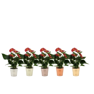 Anthurium Success Red in Diana zinc