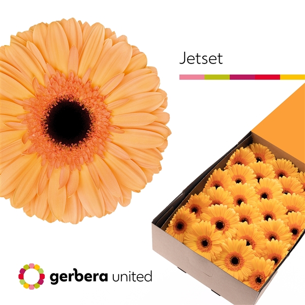 <h4>Ge Gr Jetset Box United</h4>