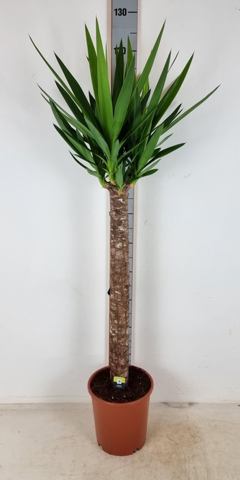 <h4>YUC ELEPHANTIPES</h4>