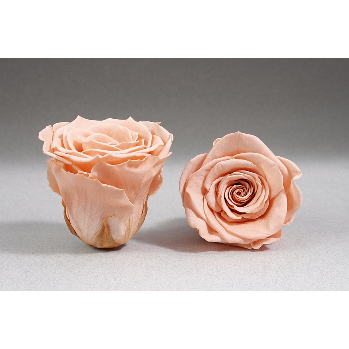 <h4>Roos XL Pea-01</h4>