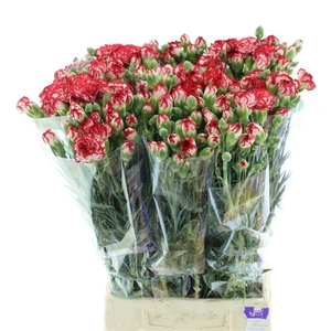 DI TR MINUETTO