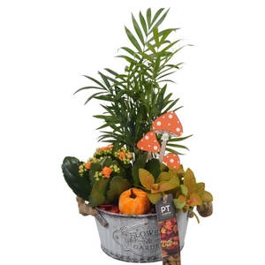 PTHI5327 Arrangementen kamerplanten