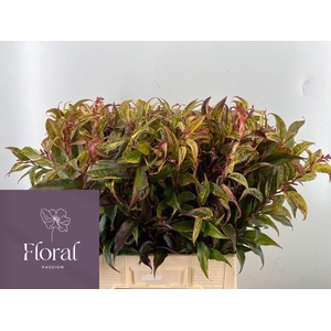 LEUCOTHOE FONT RAINB