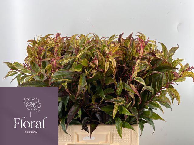 <h4>LEUCOTHOE FONT RAINB</h4>