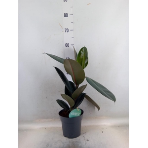 Ficus elastica 'Abidjan'