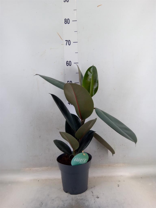 <h4>Ficus elastica 'Abidjan'</h4>