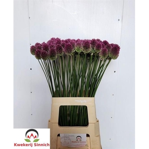 ALLIUM SPHAEROCEPHAL