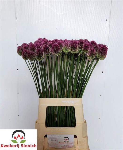 ALLIUM SPHAEROCEPHAL