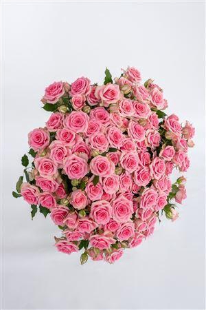 <h4>R Gr Tr Flavia</h4>