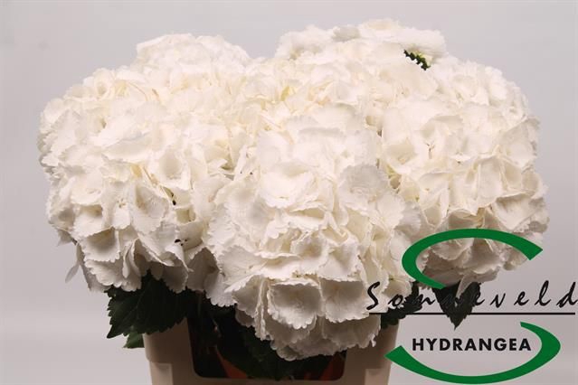 <h4>HYDR M ROYAL PRINCES</h4>
