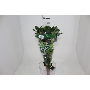 FOLH PHOTINIA VERDE