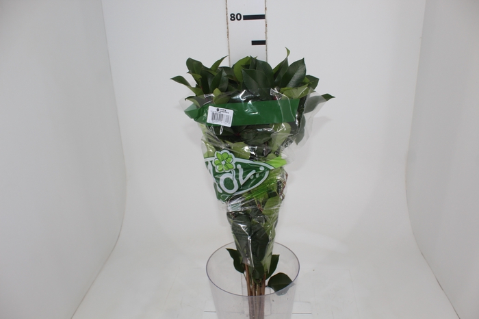 FOLH PHOTINIA VERDE