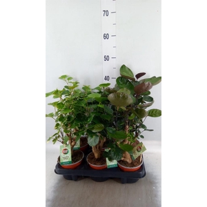 Polyscias   ...