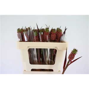 ANANAS PERFETTO 45CM