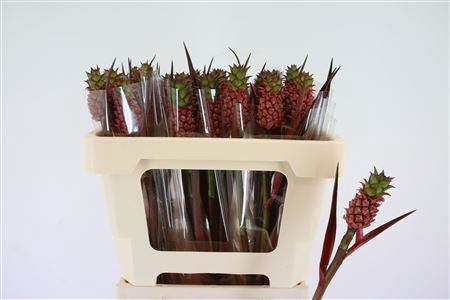 <h4>Ananas lucidus</h4>