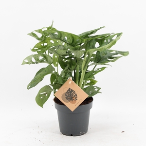 Monstera Monkey Leaf