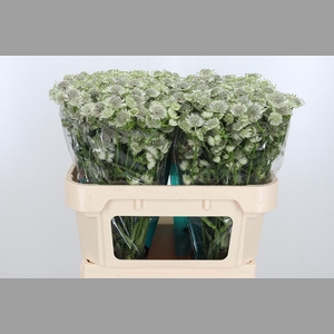 Astr Billion Star Xl