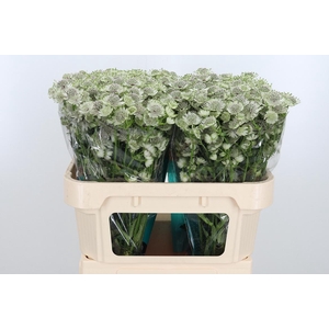 Astr Billion Star Xl