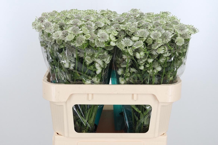 <h4>Astr Billion Star Xl</h4>