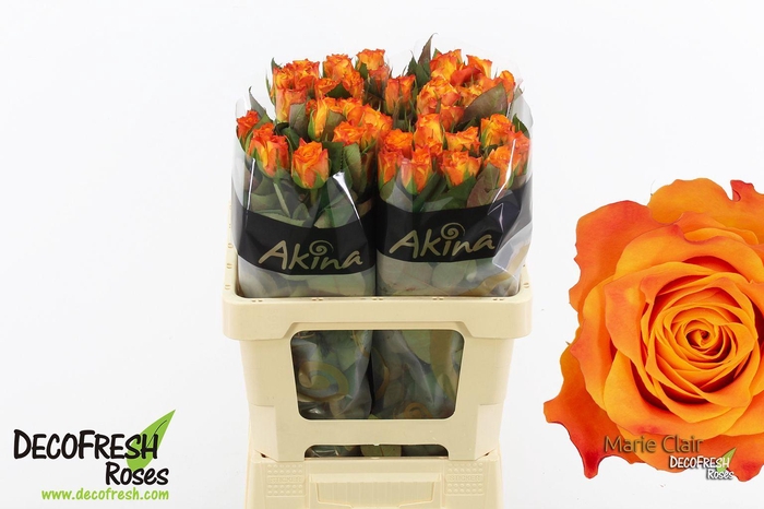 <h4>R Gr Marie Claire</h4>