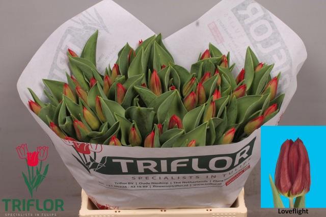 <h4>TU EN LOVEFLIGHT</h4>