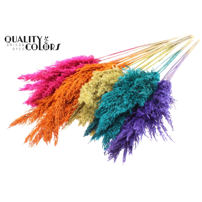 <h4>Pampas Grass 100cm 5st/bunch Mixed Colours</h4>