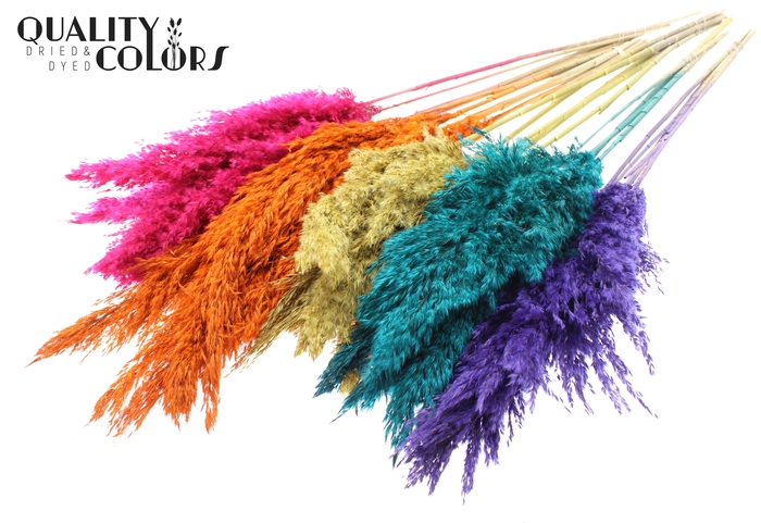 <h4>Pampas Grass 100cm 5st/bunch Mixed Colours</h4>