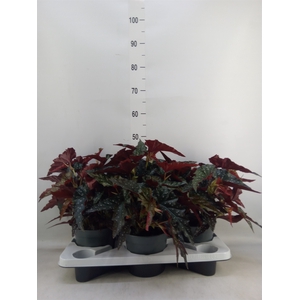 Begonia BD mac. 'Black Forest'
