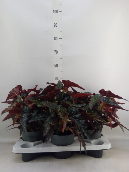 <h4>Begonia BD mac. 'Black Forest'</h4>