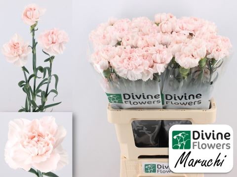 <h4>Dianthus ST 'Maruchi'</h4>