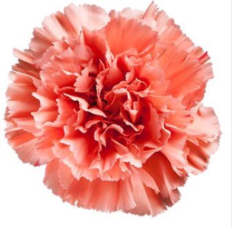 <h4>Di St Hermes Orange</h4>