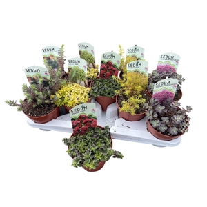 SEDUM OV
