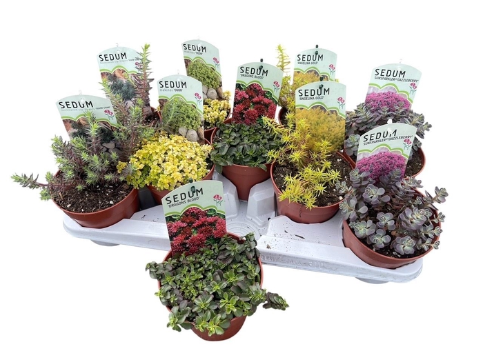 <h4>SEDUM OV</h4>