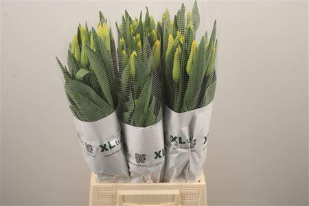 <h4>Tu Fr Fr Latina</h4>