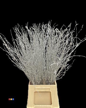 <h4>Betula / Berkentak Silver</h4>